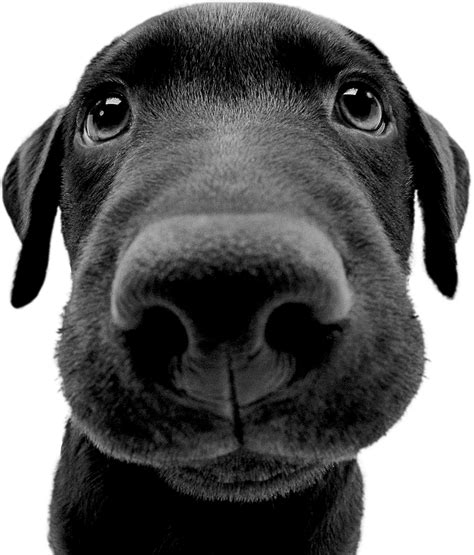 xdzog|XDOG Official Website .